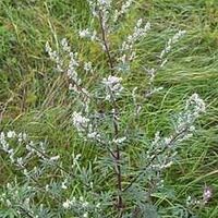 Organic MUGWORT HERB | artemisia vulgaris | mugwort tea | herba artemisiae | herbal tea | radix artemisiae | organic herbs | herba
