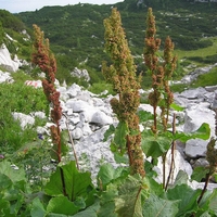 Алпийски лапад (Rumex alpinus) Корен