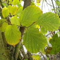 Organic HAZEL BARK | Corylus Avellana | Hazel Bark Tea | Herbal Tea | Herba | Tea | Dried Bark Tea | Organic Herbs | Dried Herbs | Tea