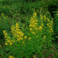 Organic GOLDENROD HERB | Solidago virgaurea | Natural Herbs Remedy | Natural Organic Tea | Goldenrod Tea | Herbal Tea | Herba | Tea