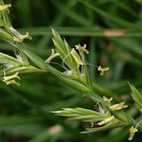 Organic COUCH GRASS ROOT | Agropyrum Repens | Couch Grass Roo Tea | Herbal Tea | Herba | Tea | Organic Root | Organic Herbs | Dried Root Tea