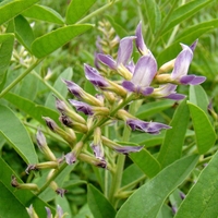 Organic licorice root | glycyrrhiza glabra | licorice tea | liquorice root | herbal tea | dried root | organic herbs | herba | tea | root