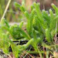 Organic LYCOPODIUM HERB | lycopodium clavatum | running clubmoss herb | herbal tea | herba | tea | dried herb | organic herb |