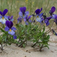Organic Wild Pansy Herb (Viola tricolor)