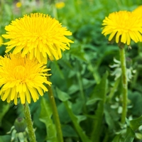Organic DANDELION FLOWER | taraxacum officinale | dandelion flower tea | herbal tea | dried flower | organic herbs | herba | tea | herbs