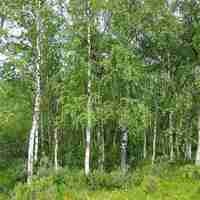 WHITE BIRCH LEAF | Betula pendula | B. alba – Natural Detox & Immune Support