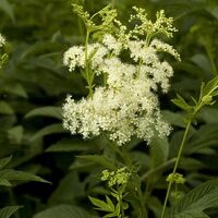 Organic meadowsweet root | filipendula ulmaria | meadowsweet tea | herbal tea | dried root | organic herbs | herba | tea | root | herbs