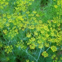 Organic DILL SEEDS | anethum graveolens | dill tea | semens | dried seeds | organic herb | herba | tea | kitchen herbs | spices | tea