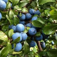 Organic BLACKTHORN BERRIES | Prunus Spinosa | Blackthorn Tea | Dried Berries | Dried Fruits | Organi Herb | Dried Herb | Fruit Tea |