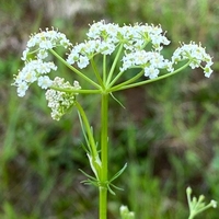 Organic CARAWAY SEEDS | Carum Carvi | Caraway Tea | Dried Seeds | Organic Herbs | Organic Spices | Herbal Tea | Herba | Tea |