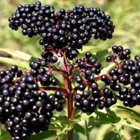 Organic DWARF ELDER BERRIES | Sambucus Ebulus | Elder berries Tea | Herbal Tea | Dried Berries | Herba | Tea | Organic Fruits Tea