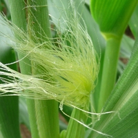 Organic CORN SILK | stygmata maydis | corn silk tea | herbal tea | herba | tea | organic herbs | dried herbs | herbalism | corn silk herb