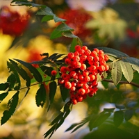 Organic ROWAB BERRIES | sorbus aucuparia | rowan tea | herbal tea mountain ash berries | dried berries | organic herb | herba | tea