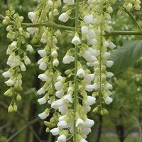 Japanese Pagoda Tree Flowers | Sophora Japonica | Pagoda Tree buds | Pagoda Tree Berries | Huai Hua Mi | Sophora Berries | Sophora Tea