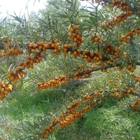 Organic Sea Buckthorn | Hippophae Rhamnoides | Whole Osmotic Berries Seaberry | Sea Buckthorn Berries | Herbal Tea | Fruits Tea | Herba
