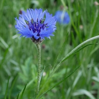 Organic CHICORY ROOT | Cichorium Intybus Radix | Chicory Root Tea | Herbal Tea | Herba | Tea | Dried Root | Organic Root | Organic Herbs