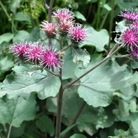 Organic BURDOCK ROOT | acrtium lappa | burdock root tea | herbal tea | organic herbs | dried root