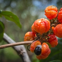 Organic Guarana Seeds | Whole Guarana Seeds | Paullinia Cupana | Guarana Fruit | Guarana Tea | Dried Fruit | Organic Fruit | Herbal Tea