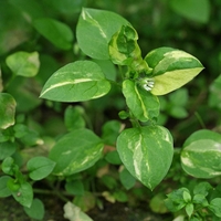 Organic CHICKWEED HERB | stellaria media | chickweed tea | herbal tea | dried herbs | organic herbs | herba | tea