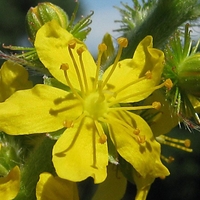 Organic AGRIMONY HERB | Agrimonia eupatoria | Natural Herbal Tea | Natural Loose Herb | Herbal Tea | Herba | Tea