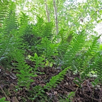 Organic COMMON POLYPODY ROOT | Polypodium vulgare | Polypody Root Tea | Herbal Tea | Herba | Tea | Dried Root | Organic Root | Organic Herbs