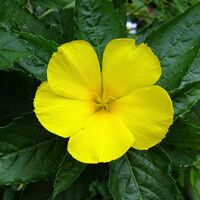 Organic DAMIANA LEAF | Turnera Diffusa | Damiana Tea | Herbal Tea | Dried Herbs | Organic Herbs | Tea | Natural Tea | Dried Bulk Tea