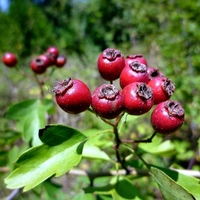 Organic HAWTHORN BERRIES | Crataegus Monogyna | Hawthorn Tea | Dried Berries | Herbal Tea | Organic Herbs | Vitamin | Herba | Wild Fruits