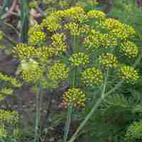 Organic DILL SEEDS | Anethum Graveolens | Dill Tea | Semens | Dried Seeds | Organic Herb | Herba | Tea | Kitchen Herbs | Spices