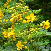 Organic SENNA PODS | cassia angustifolia | senna pods tea | cassia senna | cassia acutifolia | herbal tea | organic herbs | herba | tea