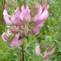 Organic RESTHARROW ROOT | Ononis Spinosa | Restharrow Root Tea | Herbal Tea | Herba | Tea | Dried Root | Organic Root | Organic Herbs
