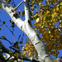 White Poplar Bark (Populus Alba) – Natural Pain Relief & Anti-Inflammatory – Organic & Wild-Harvested