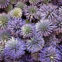 Organic GLOBE THISTLE FLOWER | echinops ritro | globe thistle flower tea | herbal tea | dried flower | organic flower | organic herbs |