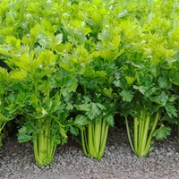 Organic CELERY LEAF | Apium graveolens | Celery Leaf Tea Natural Spice Remedy | Natural Loose Spices | Dried Natural Spices | Loose Spice