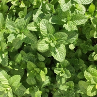 Organic SPEARMINT LEAF | mentha spicata | spearmint leaf tea | herbal tea | herba | tea | dried leaf | organic herbs | organic leaf | herbs