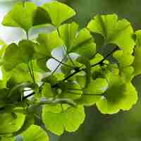 Organic GINKGO BILOBA LEAF | ginkgo biloba | herbal tea | ginkgo biloba tea | dried leaves | organic herbs | tea | herba