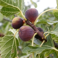 Organic FIG LEAF | ficus carica folia | fig leaf tea | herbal tea | dried leaves | organic herbs | dried herbs | herba | tea