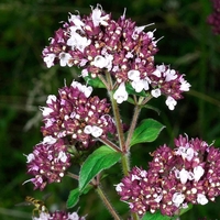 Organic OREGANO HERB | origanum vulgare | oregano tea | herbal tea | dried herbs | organic herbs | herba | tea