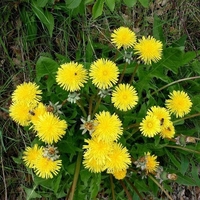 Organic DANDELION LEAF | taraxacum officinale | dandelion leaf tea | herbal tea | herbalism | organic herbs | dried leaf | herba | tea