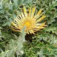 Organic CARLINA RООТ | Carlina Acanthifolia | Carlina Root Tea | Herbal Tea | Herba | Tea | Dried Root | Organic Root | Organic Herbs