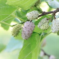 Бяла черница (Morus Alba) Листа – Натурална билка с лечебни свойства