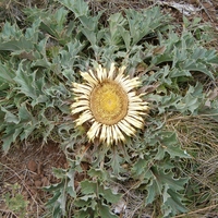 Organic CARLINA RООТ | Carlina Acanthifolia | Carlina Root Tea | Herbal Tea | Herba | Tea | Dried Root | Organic Root | Organic Herbs