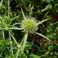 Organic FIELD ERYNGO HERB | Eryngium Campestre | Loose Leaf Natural Herbs | Herbal Tea | Herba | Tea | Dried Herbs | Dried Bulk Herb