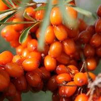 Organic Sea Buckthorn | Hippophae Rhamnoides | Whole Osmotic Berries Seaberry | Sea Buckthorn Berries | Herbal Tea | Fruits Tea | Herba
