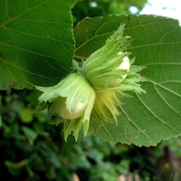 Organic HAZEL BARK | Corylus Avellana | Hazel Bark Tea | Herbal Tea | Herba | Tea | Dried Bark Tea | Organic Herbs | Dried Herbs | Tea
