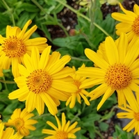 Organic ARNICA FLOWER | Arnica montana | Natural Herbal Tea | Natural Loose Herb | Dried Natural Tea | Arnica Tea | Herbal Tea