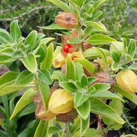 Organic ASHWAGANDHA ROOT | withania somnifera | ashwagandha tea | herbal tea | dried root | organic herbs | organic root | herba | tea