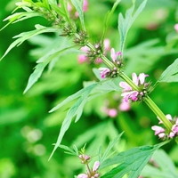 Organic МOTHERWORT HERB  Leonurus Cardiaca , Motherwort Tea