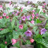 Organic LUNGWORT HERB | pulmonaria officinalis | lungwort tea | herbal tea | dried herbs | organic herbs | lungwort leaf | herba | tea