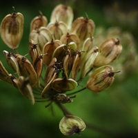 Organic ANISE SEEDS | pimpinella anisum | anise seeds tea | herbal tea | semens | dried seeds | organic seeds | organic herbs | herba | tea