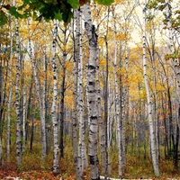 White Birch Bark (Betula pendula, B. alba) – Natural Health and Detoxification Remedy